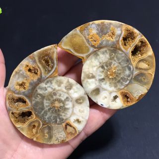 1 - Pair - Half - Cut - Ammonite - Shell - Jurrassic - Fossil - Specimen - Madagasca 142g 3