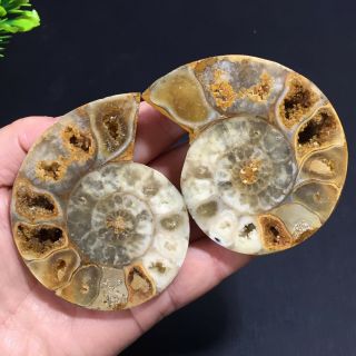 1 - Pair - Half - Cut - Ammonite - Shell - Jurrassic - Fossil - Specimen - Madagasca 142g 4