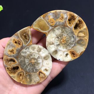 1 - Pair - Half - Cut - Ammonite - Shell - Jurrassic - Fossil - Specimen - Madagasca 142g 5
