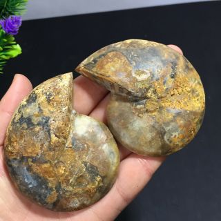 1 - Pair - Half - Cut - Ammonite - Shell - Jurrassic - Fossil - Specimen - Madagasca 142g 6
