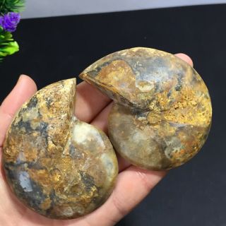 1 - Pair - Half - Cut - Ammonite - Shell - Jurrassic - Fossil - Specimen - Madagasca 142g 7