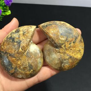 1 - Pair - Half - Cut - Ammonite - Shell - Jurrassic - Fossil - Specimen - Madagasca 142g 8