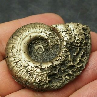 55mm Hildoceras Ammonite Pyrite Mineral Fossil Fossilien Ammoniten France