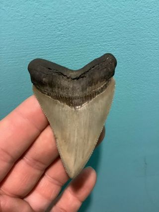 Colorful 2.  75” Chubutensis Fossil Shark Tooth 100 Natural No Restoration