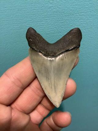 Colorful 2.  75” Chubutensis Fossil Shark Tooth 100 Natural No Restoration 2