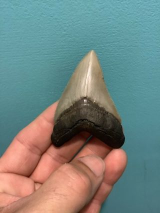 Colorful 2.  75” Chubutensis Fossil Shark Tooth 100 Natural No Restoration 3