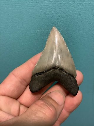 Colorful 2.  75” Chubutensis Fossil Shark Tooth 100 Natural No Restoration 4