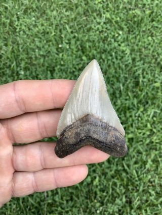 Colorful 2.  75” Chubutensis Fossil Shark Tooth 100 Natural No Restoration 5