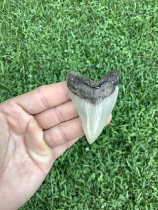 Colorful 2.  75” Chubutensis Fossil Shark Tooth 100 Natural No Restoration 6