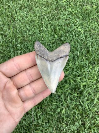 Colorful 2.  75” Chubutensis Fossil Shark Tooth 100 Natural No Restoration 7