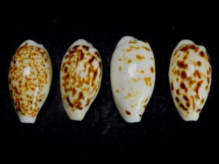 Seashell,  Cowry,  Cypraea Hesperina Set Of 4