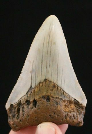 Megalodon Shark Tooth 3.  03 " Extinct Fossil Authentic Not Restored (cg9 - 170)