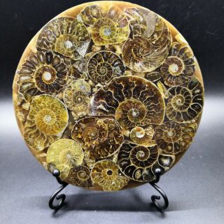 146g Natural Ammonite Disc Fossil Conch Specimen Healing,  Stand 1pc 5254