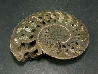 Pyritized Ammonite From Russia 2.  2 "