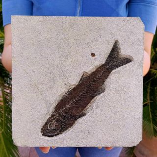 Big 6 1/2 Inch Fifty Million Year Old Uncommon Species Mioplosus Fossil Fish