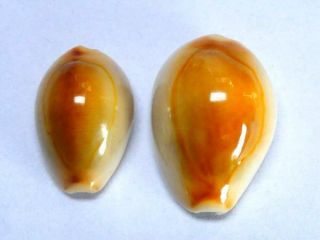 Seashell,  Cowry,  Cypraea Annulata,  Pair Golden Form