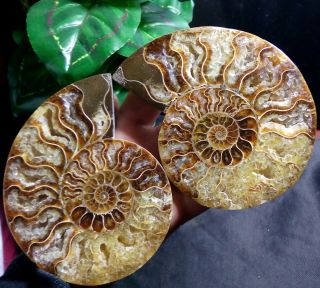 1 - Pair - Half - Cut - Ammonite - Shell - Jurrassic - Fossil - Specimen - Madagasca 289g a12 2
