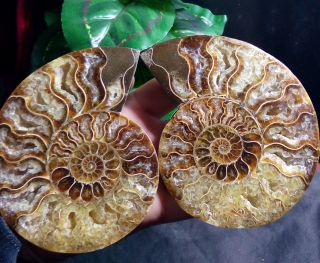 1 - Pair - Half - Cut - Ammonite - Shell - Jurrassic - Fossil - Specimen - Madagasca 289g a12 3
