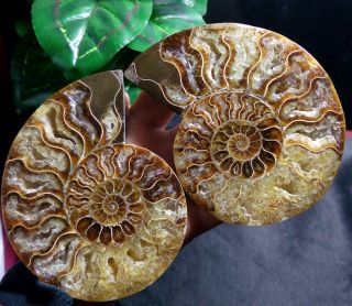 1 - Pair - Half - Cut - Ammonite - Shell - Jurrassic - Fossil - Specimen - Madagasca 289g a12 4