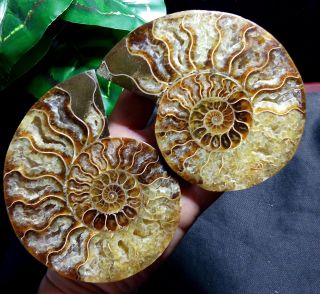 1 - Pair - Half - Cut - Ammonite - Shell - Jurrassic - Fossil - Specimen - Madagasca 289g a12 5