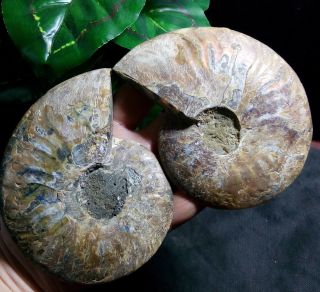 1 - Pair - Half - Cut - Ammonite - Shell - Jurrassic - Fossil - Specimen - Madagasca 289g a12 6