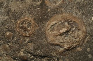 Fossil Edrioasteroids - Cryptogoleus Chapmani/belochthus Orthokolus From Ontario