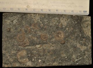 Fossil Edrioasteroids - Cryptogoleus Chapmani From Ontario