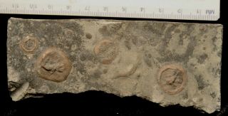 Fossil Edrioasteroids - Belochthus /isorophusella/ Cryptogoleus Fro Ontario