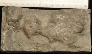 Fossil Edrioasteroids - Isorophusella/cryptogoleus/belochthus From Ontario