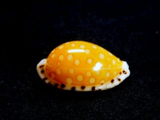 Seashell,  Cowry,  Cypraea Cumingii