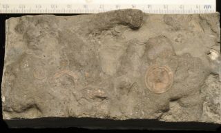 Fossil Edrioasteroids - Isorophusella Incondita From Ontario 2