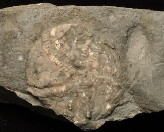 Fossil Edrioasteroid - Edriophus Levis From Ontario