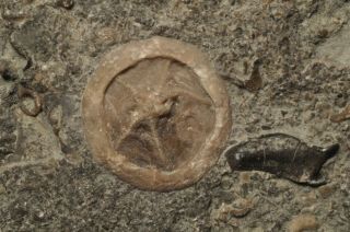Fossil Edrioasteroids - Isorophusella Incondita From Ontario