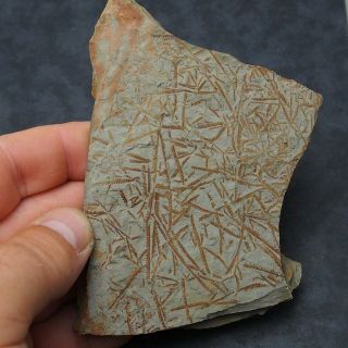 Graptolite Clonograptus Rigidus Ordovician Africa Fossil Natural Minerals