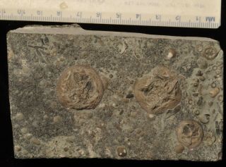 Fossil Edrioasteroids - Isorophusella Incondita/cryptogoleus Chapmani Ontario