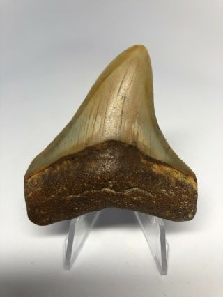 2.  63” Megalodon Shark Tooth Fossil Rare 3643