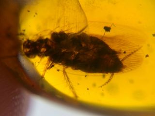 Unique Big Adult Roach Burmite Myanmar Burmese Amber Insect Fossil Dinosaur Age