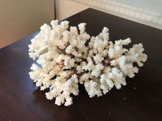 White Ocean Coral 12” X 5” - Great Natural Sculpture