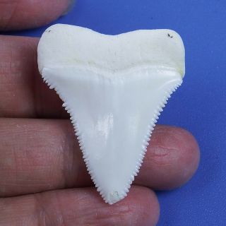 1.  523 ' Modern Principle Great White Shark Tooth Megalodon Sharks Movie Fan BT60 2