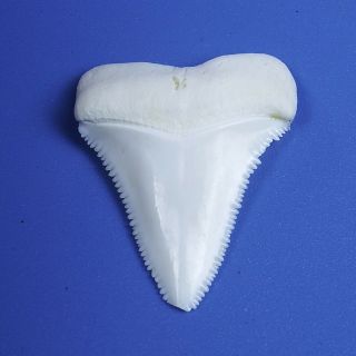 1.  523 ' Modern Principle Great White Shark Tooth Megalodon Sharks Movie Fan BT60 3