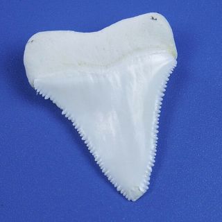 1.  523 ' Modern Principle Great White Shark Tooth Megalodon Sharks Movie Fan BT60 4
