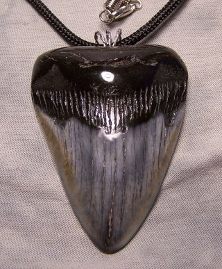 2 5/8 " Megalodon Shark Tooth Teeth Wireless Pendant Fossil Necklace Jaw Scuba