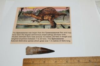 Spinosaurus Tooth 3 " Teeth Dinosaur Fossil T Rex Era Cretaceous Sps63