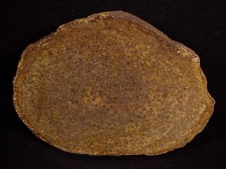 Rw  Rare  Salt Wood Called " Halite Wood " Quartz In Fossilized Wood