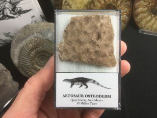 Aetosaur Osteoderm (scute) 04 - Bull Canyon Fm,  Triassic Reptile Fossil