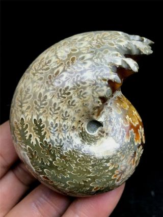 133g Natural Large Conch Shell Ammonite Fossils Collectible Minerals Madagascar