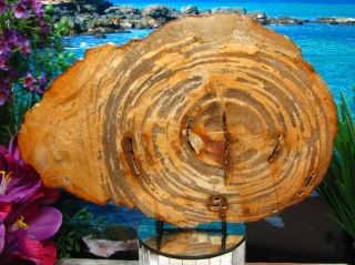 Petrified Wood Complete Round Slab W/bark Gorgeous Zebra Stripe Circles 11 - 1/2 "