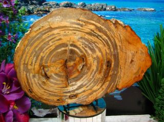 Petrified Wood COMPLETE ROUND Slab w/Bark GORGEOUS ZEBRA STRIPE CIRCLES 11 - 1/2 