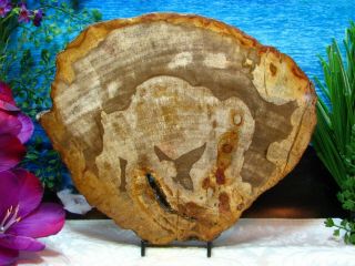 Petrified Wood Complete Round Slab W/bark Stunning Copper Mink Honey 10 - 1/4 "