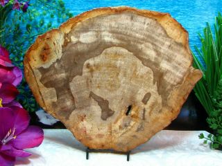 Petrified Wood COMPLETE ROUND Slab w/Bark STUNNING COPPER MINK HONEY 10 - 1/4 